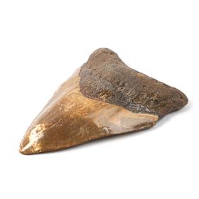 Large Extinct Megalodon Shark Tooth