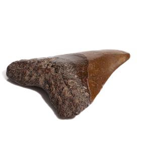 Large Extinct Megalodon Shark Tooth
