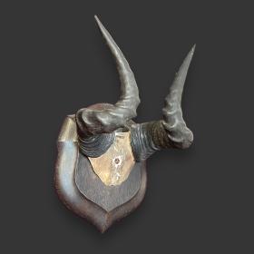 Set of Vintage Jacksons Hartebeest Horns