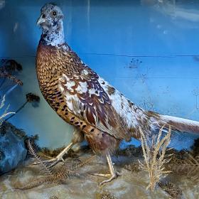 Victorian Taxidermy Piebald Pheasant