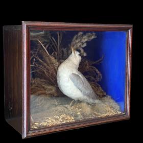 Victorian Cased Taxidermy Kittiwake