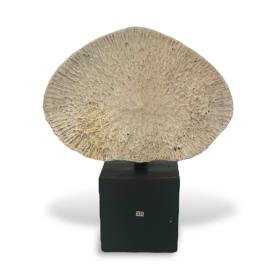 Victorian Marine Coral Specimen