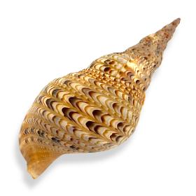 Triton Conch Queen Snail Trumpet Shell