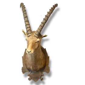 Fine Taxidermy Ibex Wall Mount
