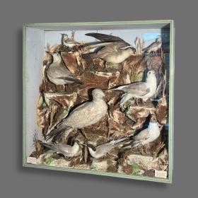 19th Century Cased Taxidermy Sea Birds