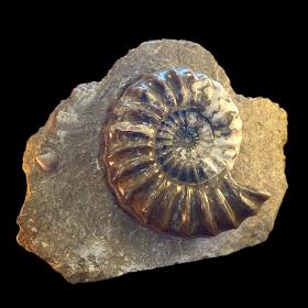 Rare Aegasteroceras Fossil Ammonite Specimen