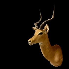 Taxidermy Reed Hartebeest Head Mount