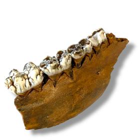 Giant Deer Cervus Megaceros Fossil Jaw Section