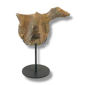 Triceratops Vert Section - Dinosaur Bone Specimen