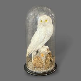Early 20th Century Taxidermy of a Snowy Owl