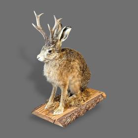 Taxidermy Jackalope