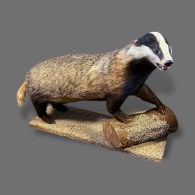 Taxidermy Badger