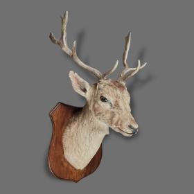 Taxidermy Stag Head Mount