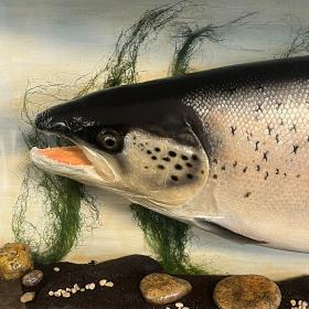 Fine Taxidermy Atlantic 25.5LB Salmon, By Taxidermist Williams Hales