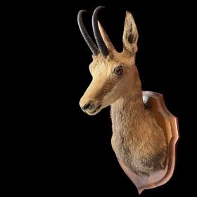 Taxidermy Reed Buck Head Mount