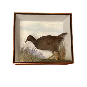 Taxidermy Cased Morehen