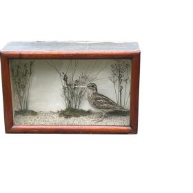 Taxidermy Sandpiper Bird Within A Glazed Case