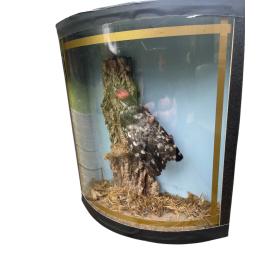 Taxidermy Spotted Woodpector Within A Bow Fronted Case